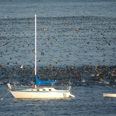 Sailboat surrounded by birds