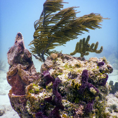Reef and corals