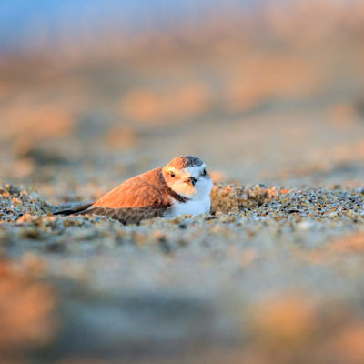 Snowy Plover in the sand