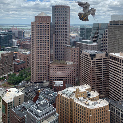 Osprey over skyscrapers