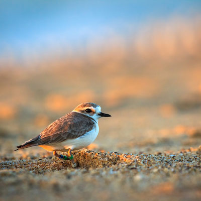 Snowy plover in the sand