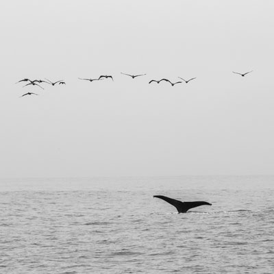 Whale tail with birds