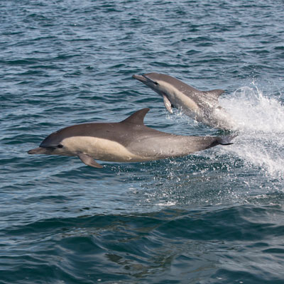 dolphins leaping out of the water