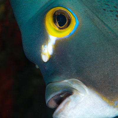 French angelfish up close