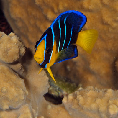 Juvenile blue angelfish