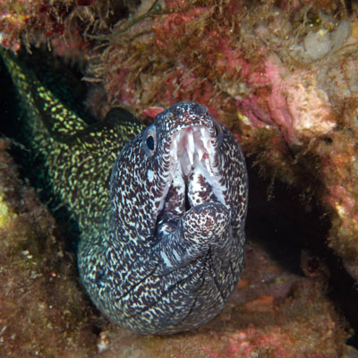 spotted moray Eel