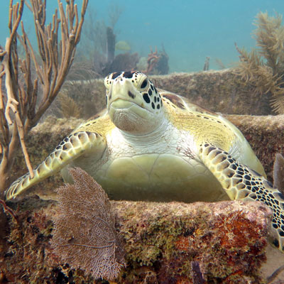green sea turtle on a wreck