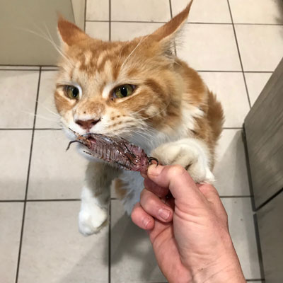 Person holding up a lionfish over cat