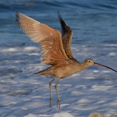curlew taking off