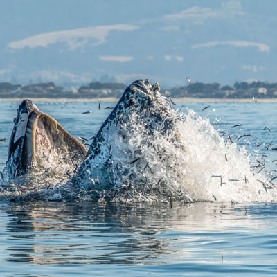 humpback feeding above water