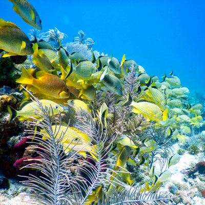 fish on a reef