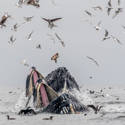 whale with open mouth out of the water and birds flying around