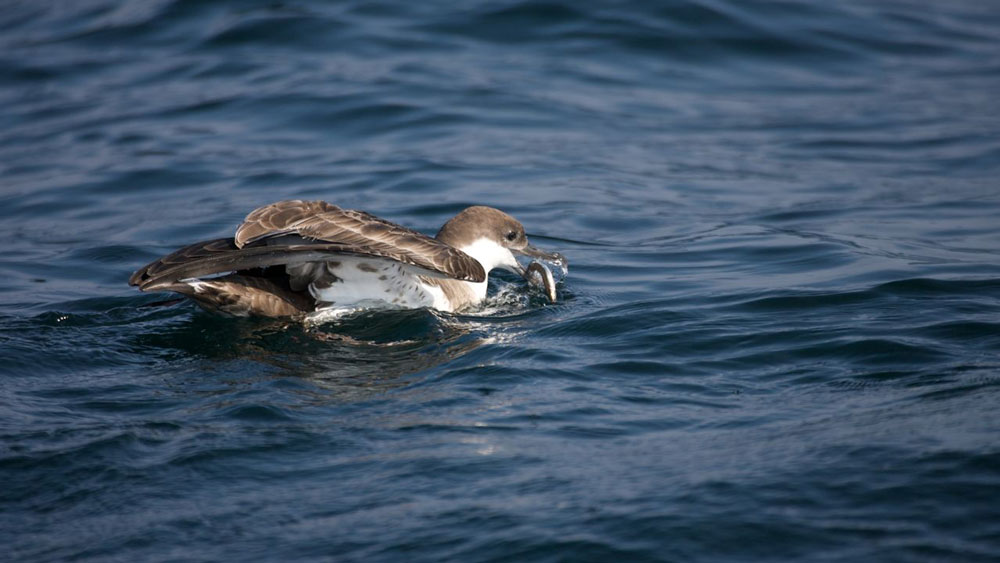 shearwater with sand lance in mouth.