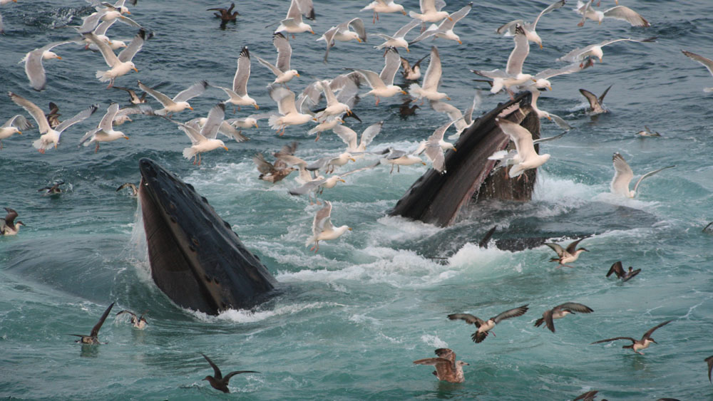 Humpback whales, great shearwaters (foreground), and gulls all feast on a school of sand lance