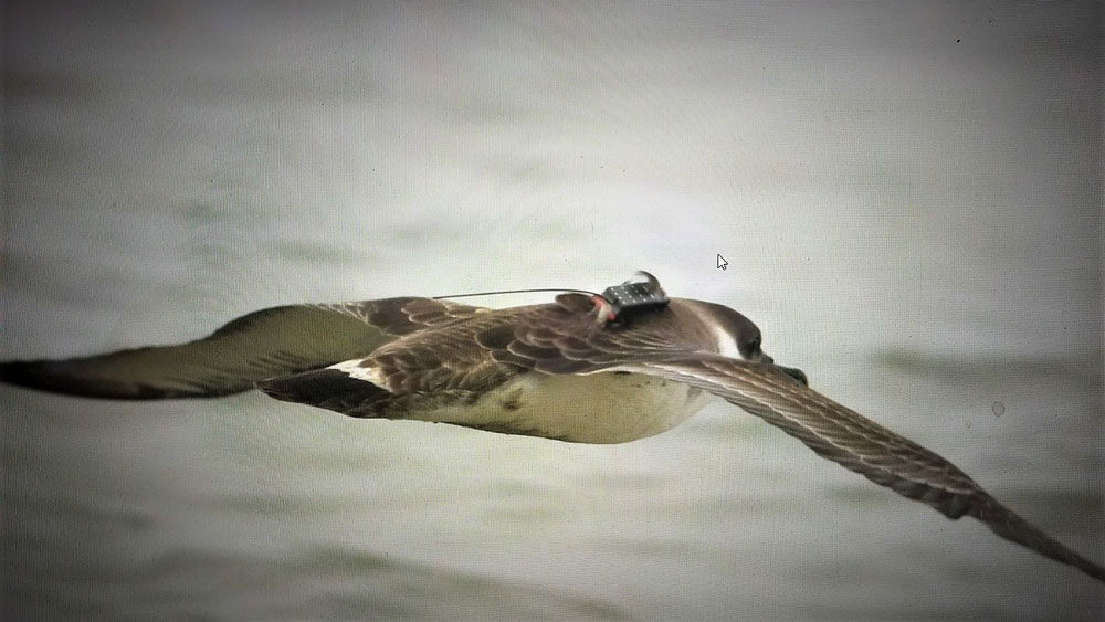 shearwater preying on small fish