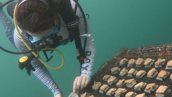 Keister places coral samples for an experiment