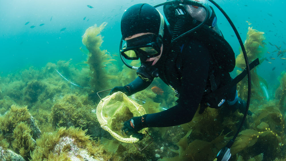 Diver collecting samples