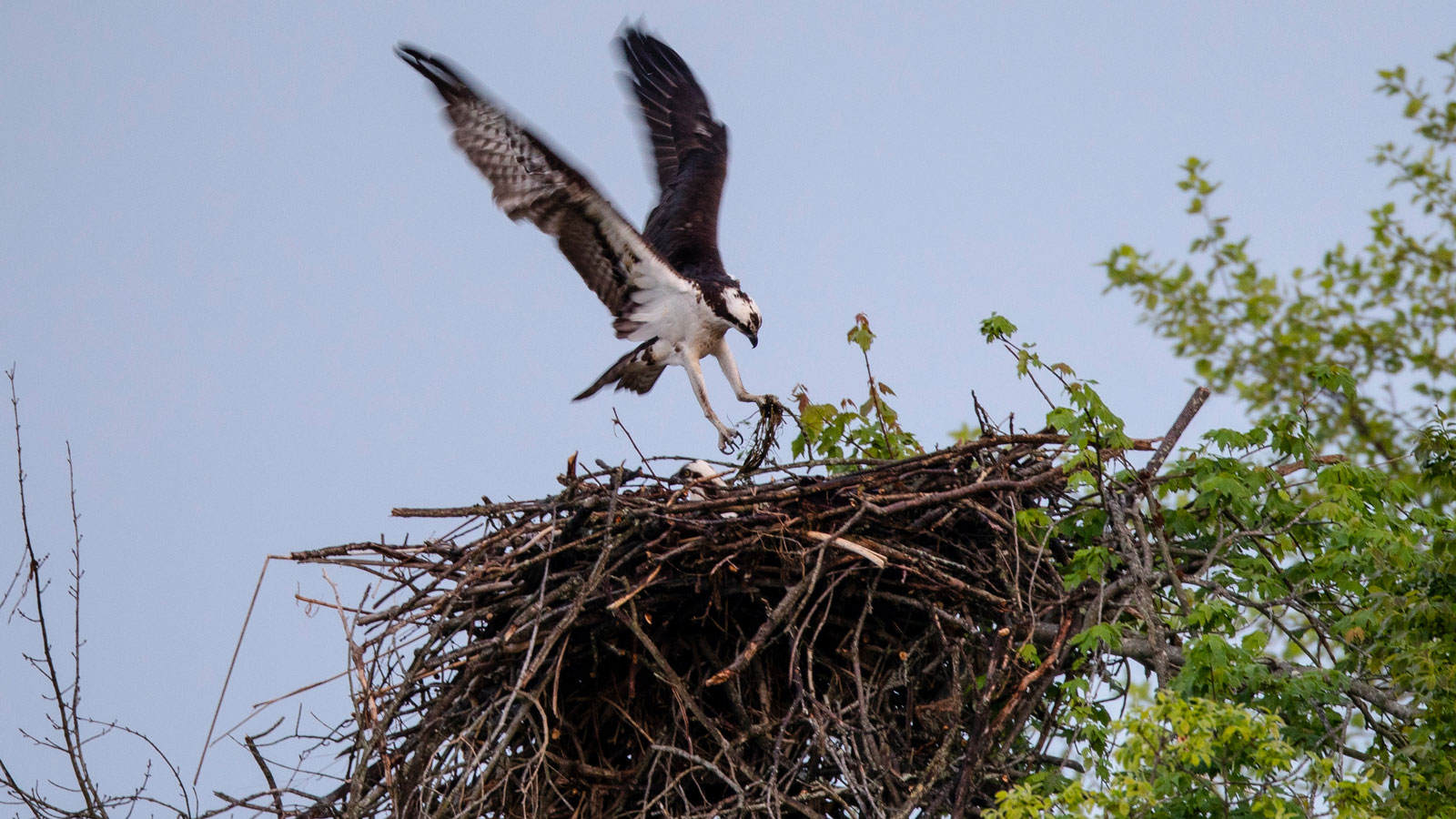 osprey landing on nest