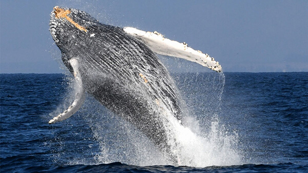 a breaching humpback whale