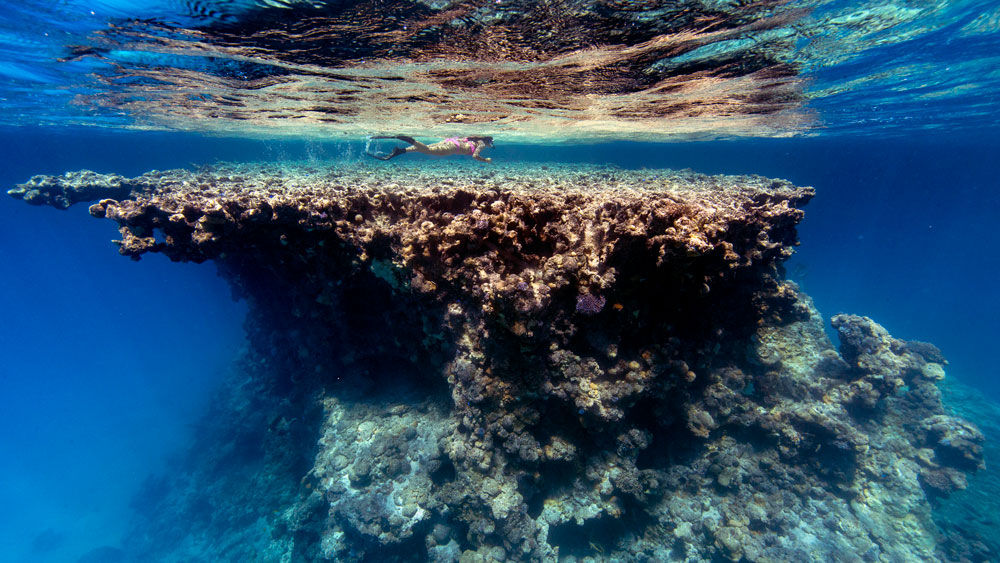snorkeler swimming over reef.