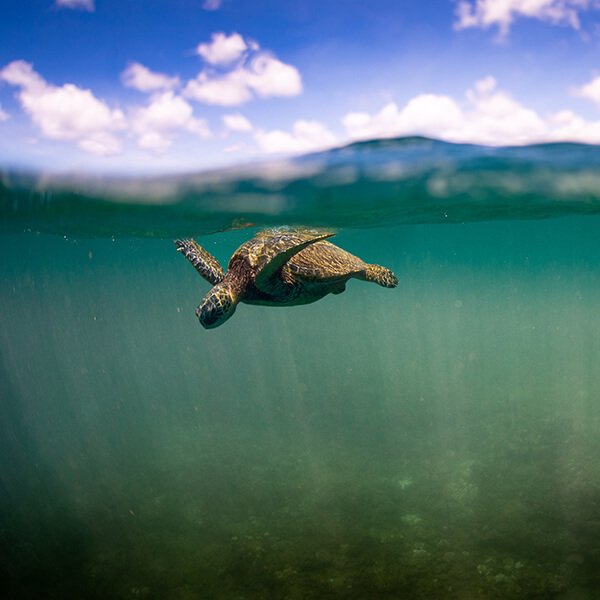 a turtle swims just below the surface of the water
