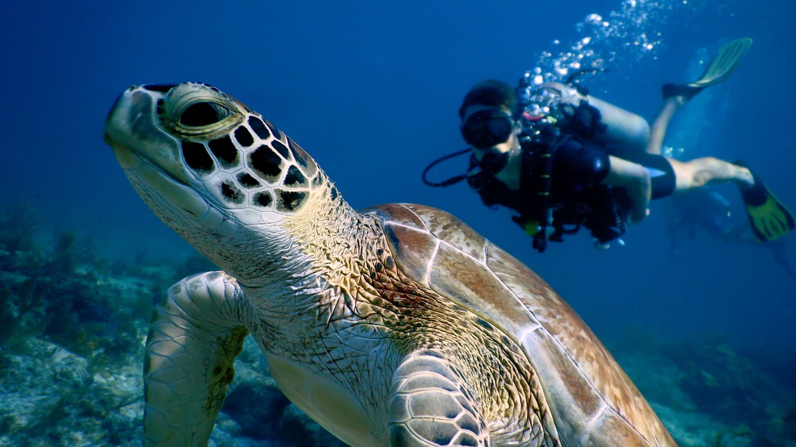 turtle with diver in background