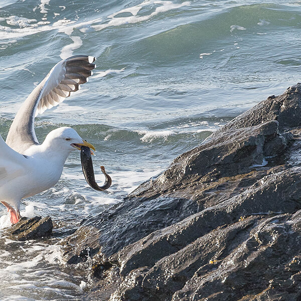 a gull holding a fish in its mouth