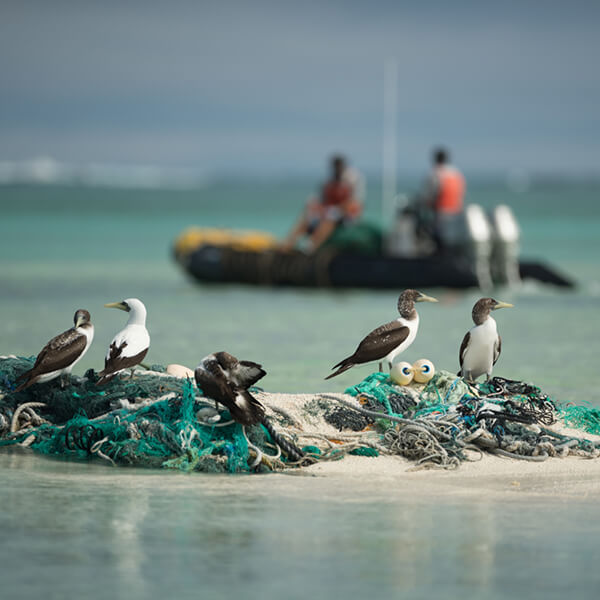 birds stand on marine debris