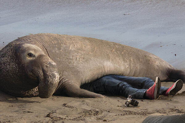 Elephant seal on beach bares its teeth