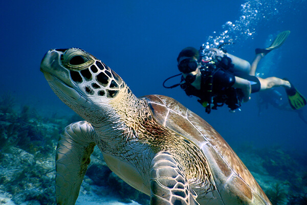 Scuba diver swimming behind a turtle