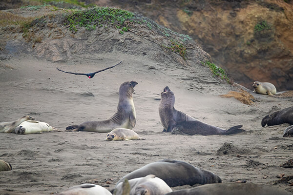 Two elephant seals bellow at each other on a beach.