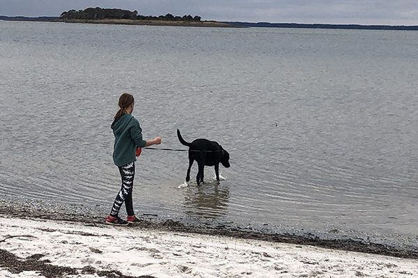 Leashed dog and person walk in shallow water.
