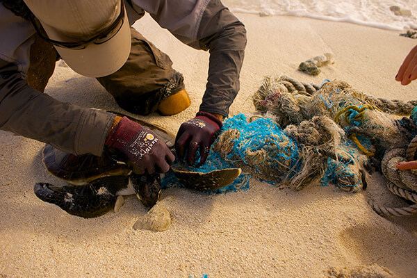 A person disentangles a sea turtle from a fishing net on a beach