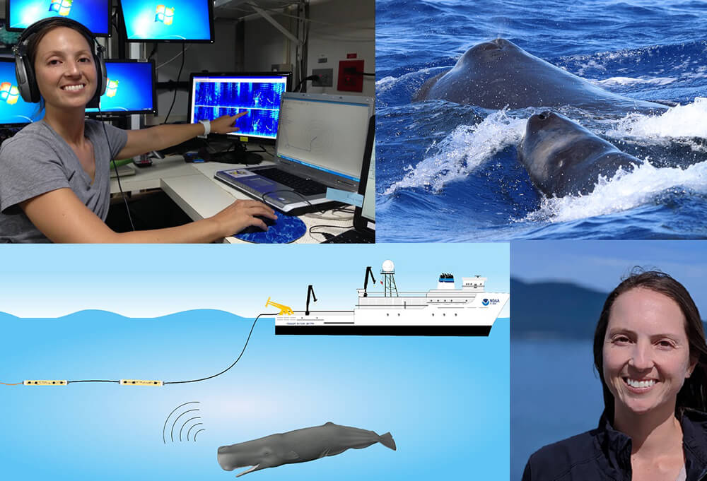 top left: a person points at a monitor, top right: a whale surfaces for air, bottom left: an illustration of a whale near a boat, bottom right: Dr. Yvonne Barkley