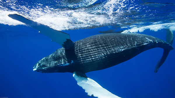 the underside of a humpback whale