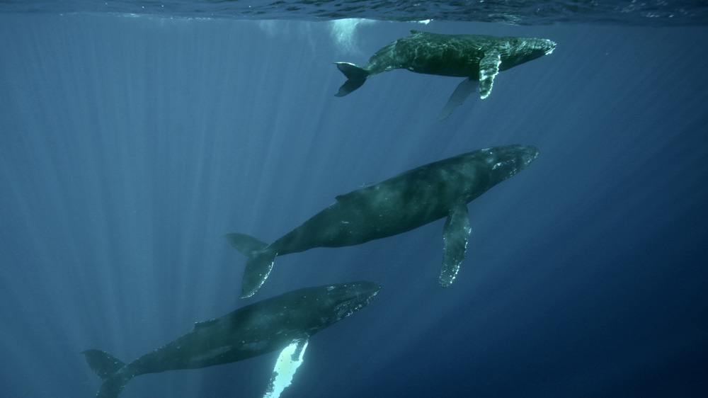 three humpback whales