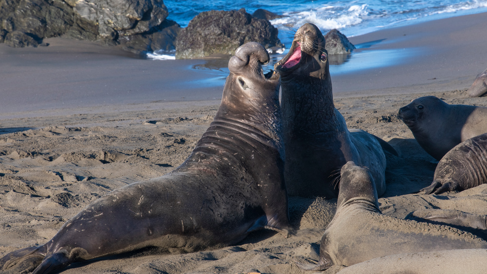 two northern elephant seals