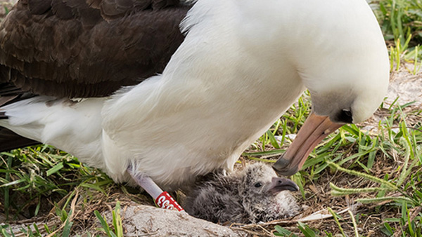 Adult laysan feeding chick
