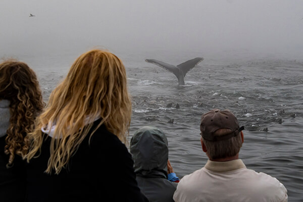 People look at a whale fluking in the ocean