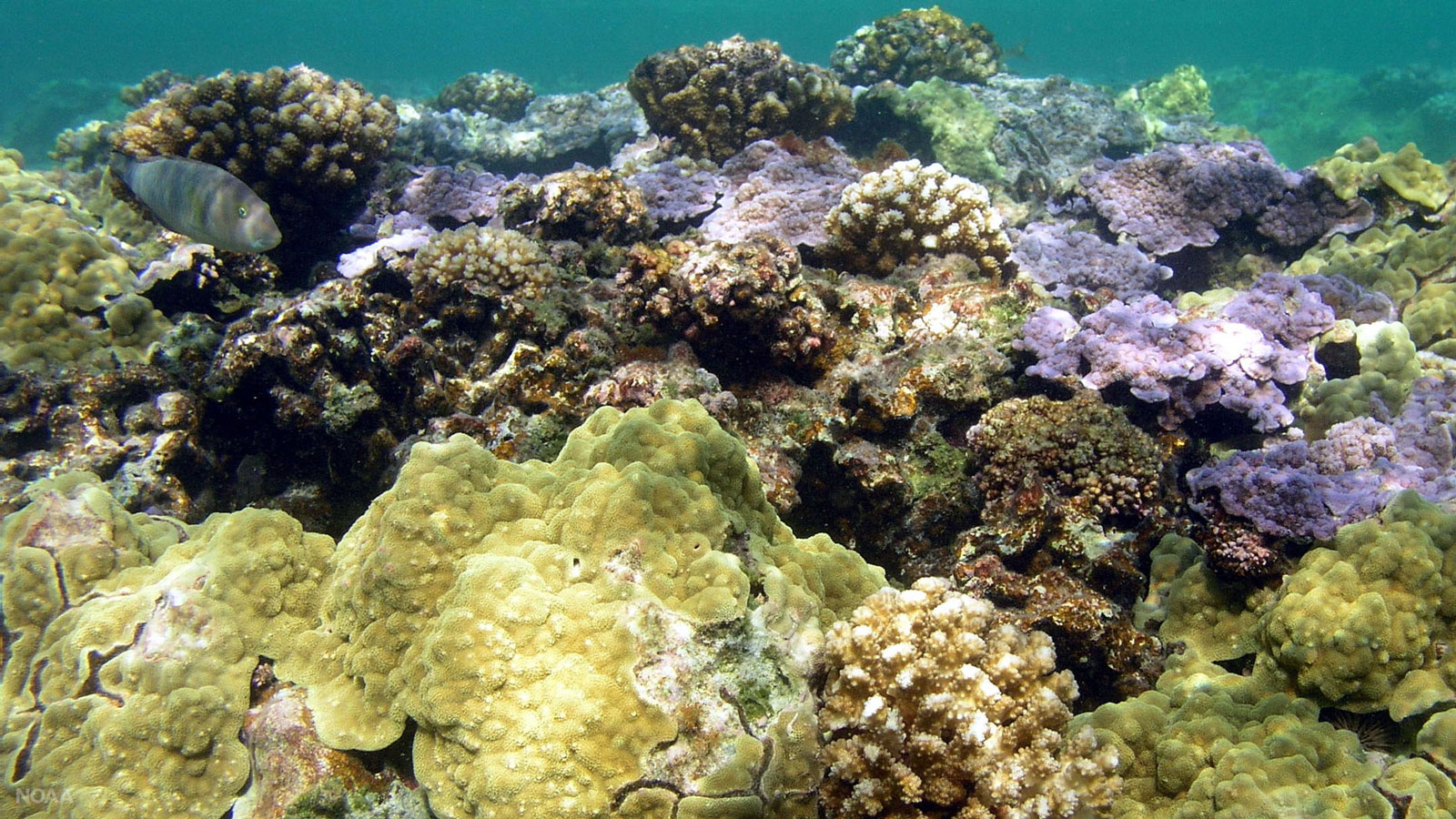 vibrant corals