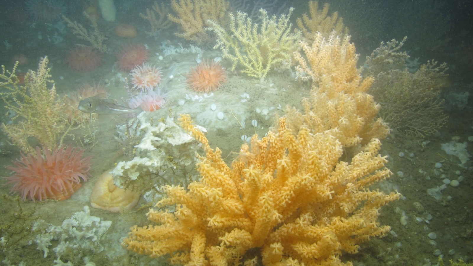 deep sea corals