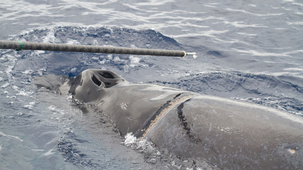 entangled whale with pole blade