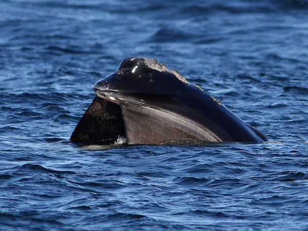 North Atlantic Right Whale at surface