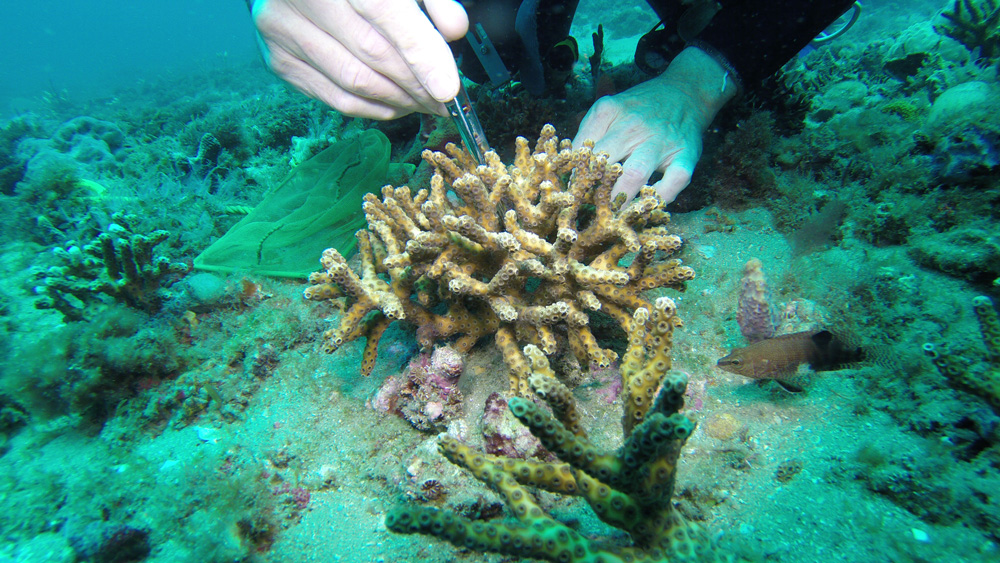 coral infront of diver's hands