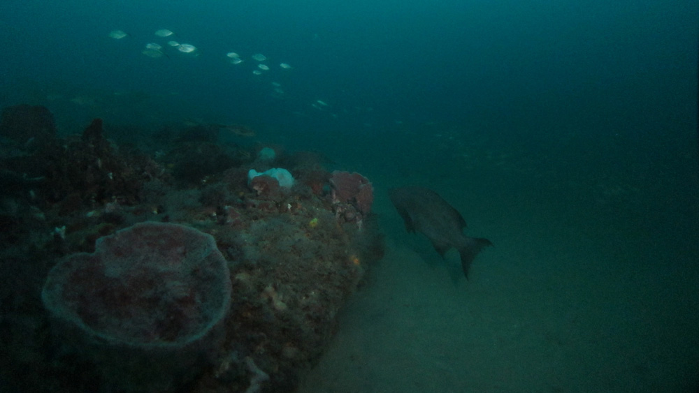scamp grouper