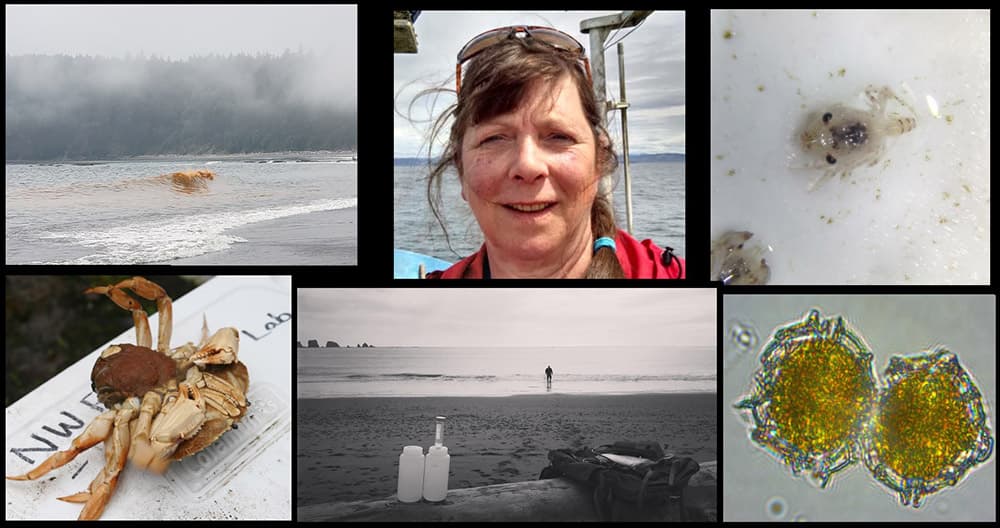 collage of marine life and a photo of jennifer hagen