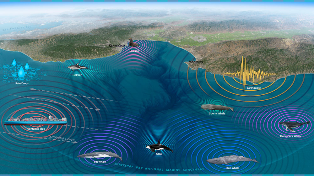 graphic showing marine life and sound in Monterey Bay