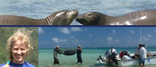 Monk seals and people standing in the ocean