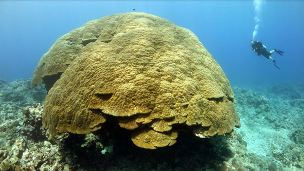 a large coral