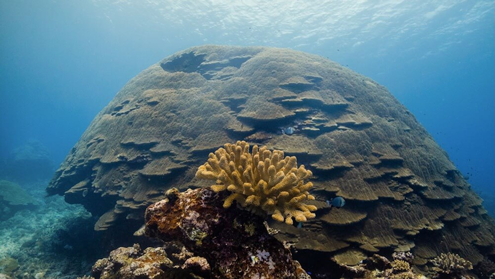 Massive coral reef behind smaller yellow reef in American Samoa National Marine Sanctuary.